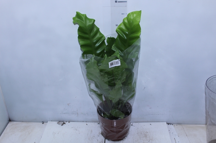 <h4>ASPLENIUM NIDUS P17</h4>