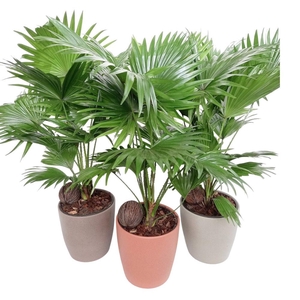 Livistona Boston pot