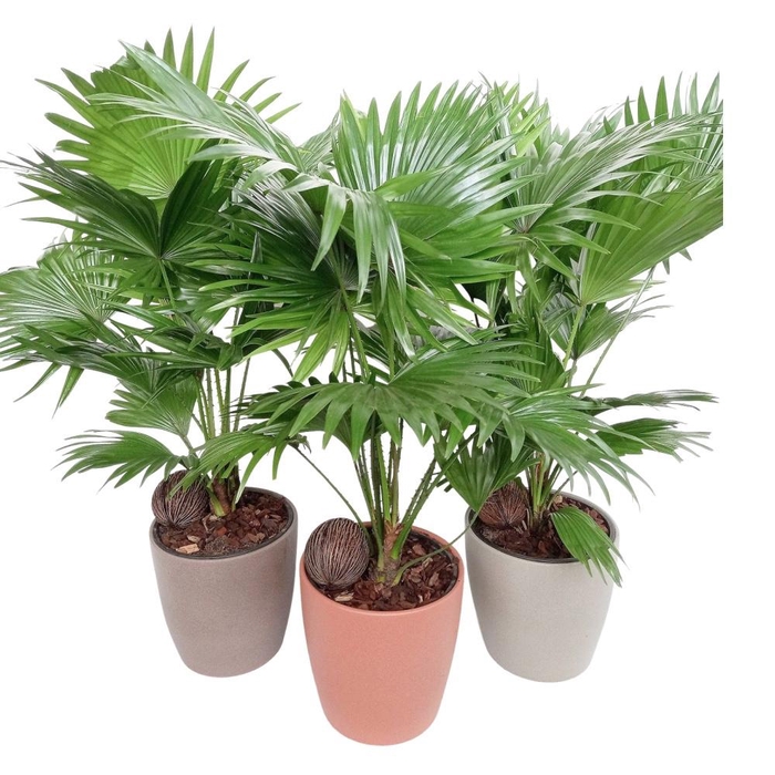 <h4>Livistona Boston pot</h4>