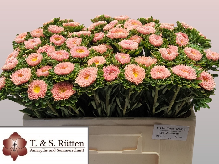 <h4>Callis Mats Abrikoos Ruetten</h4>