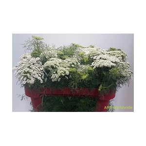 Ammi Majus (Lace Flower) (p/bunch)