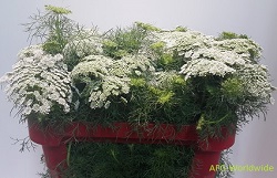 Ammi Majus (Lace Flower) (p/bunch)
