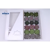 Echeveria Autumn Mix (Wincx) Cutfl (6 Spcs) Wincx-8cm