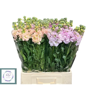 MATTH IMPALA GEM FST