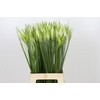 Nerine Adele