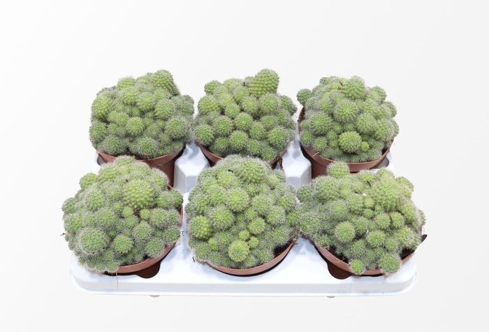 <h4>Rebutia Flavistyla</h4>