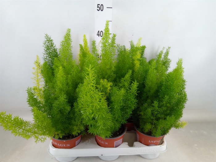 <h4>Asparagus dens. 'Meyers'</h4>