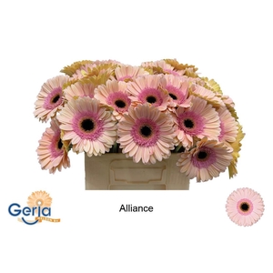 GE GR ALLIANCE