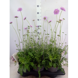 Scabiosa columb. 'Pink Mist'