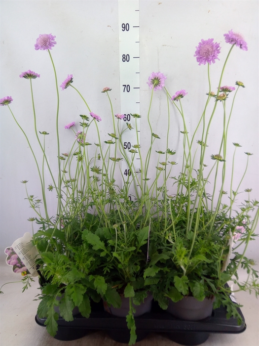 <h4>Scabiosa columb. 'Pink Mist'</h4>