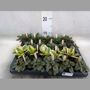 Peperomia   ...mix