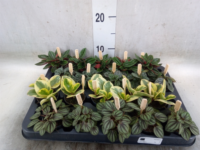 <h4>Peperomia   ...mix</h4>