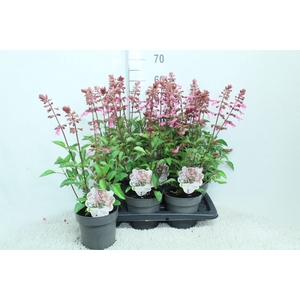 Salvia   ...