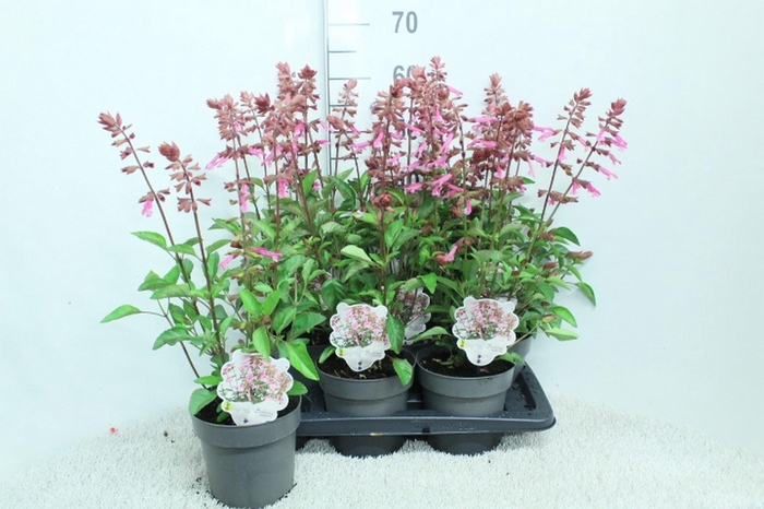 <h4>Salvia   ...</h4>