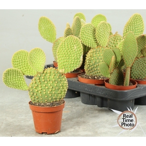 OPUNTIA