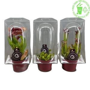 Vleesetende planten mix 12 cm in blister