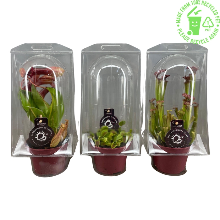 <h4>Vleesetende planten mix 12 cm in blister</h4>