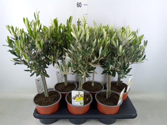 <h4>Olea europaea</h4>