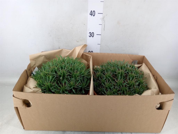 <h4>Euphorbia   ...</h4>