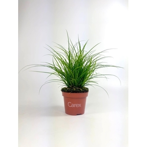 Carex brunnea (groen) p10,5