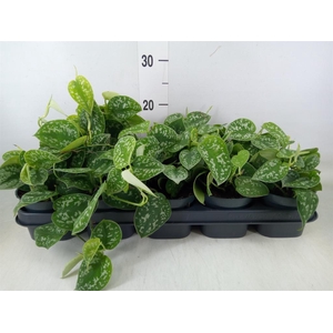 Scindapsus pictus 'Argyraeus'