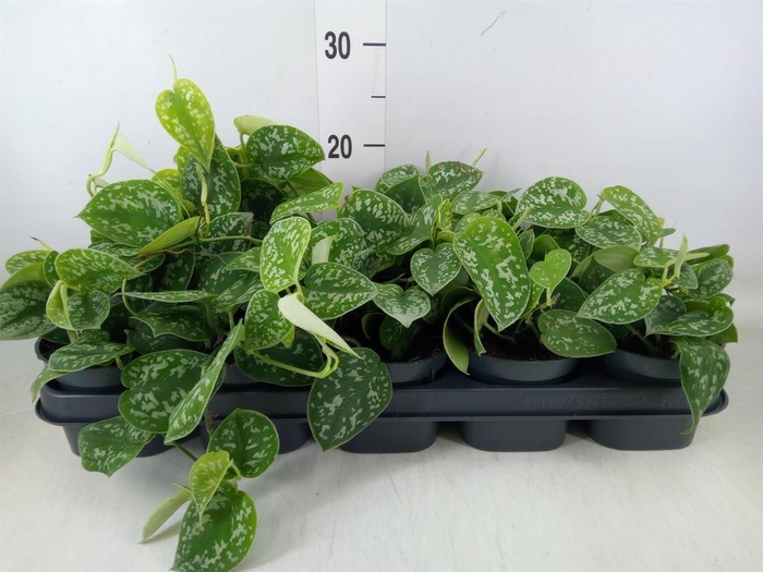 <h4>Scindapsus pictus 'Argyraeus'</h4>