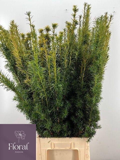 <h4>TAXUS B FAS AUREA</h4>