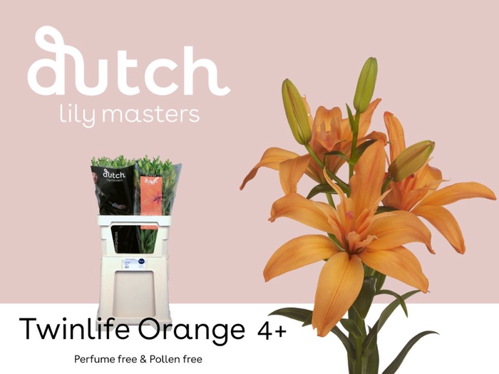 <h4>Li La Twinlife Orange 4+ Lily Master</h4>
