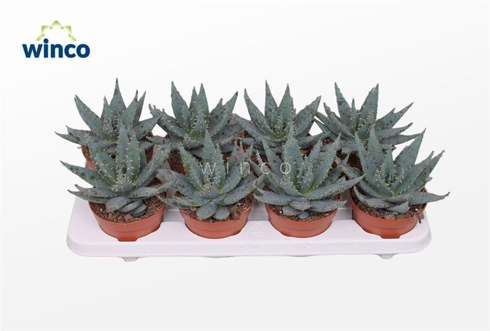 <h4>Aloe Peglarae</h4>