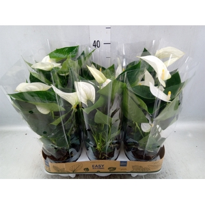 Anthurium  'Karma White'