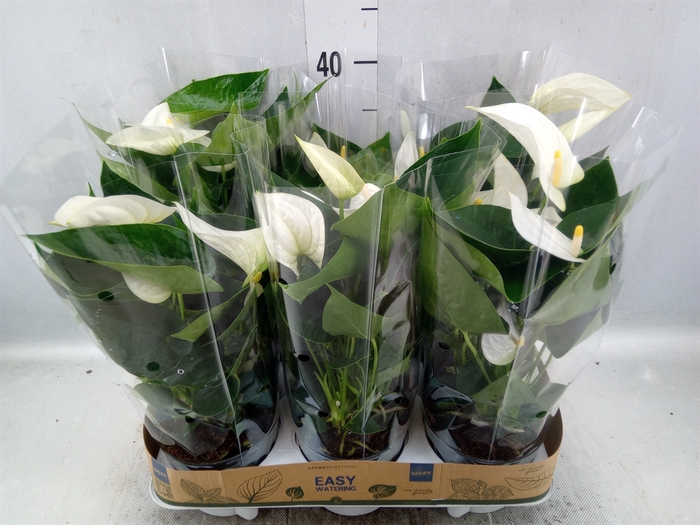 <h4>Anthurium  'Karma White'</h4>