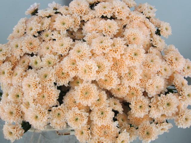 <h4>Chr S Aaa Cash Zalm</h4>
