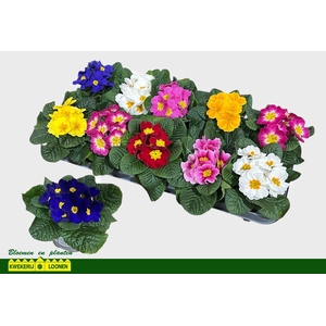 PRIM AC PARADISO GEM