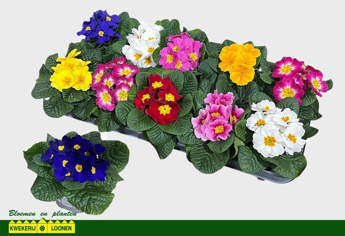 <h4>PRIM AC PARADISO GEM</h4>