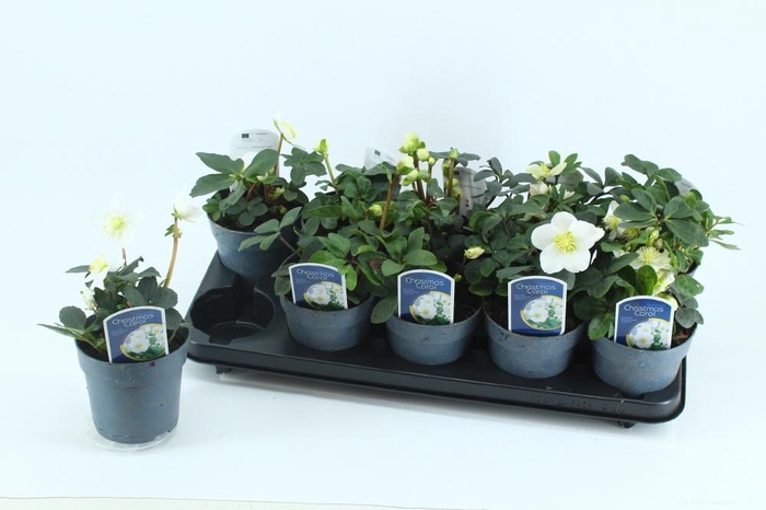 <h4>HELL NI CHR CAROL</h4>