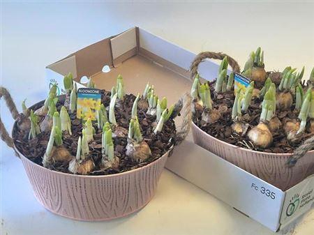 <h4>Arr N Tete A Tete</h4>