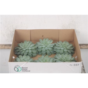 Echeveria Zonnenstraal X6