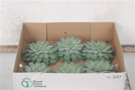 <h4>Echeveria Zonnenstraal X6</h4>