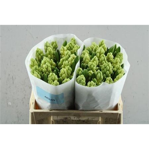 Hyac Aiolos (de Groot)