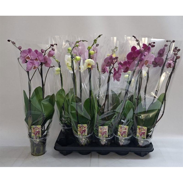 <h4>PHAL GEM</h4>