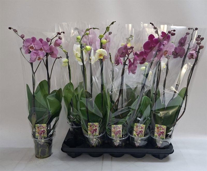 PHAL GEM