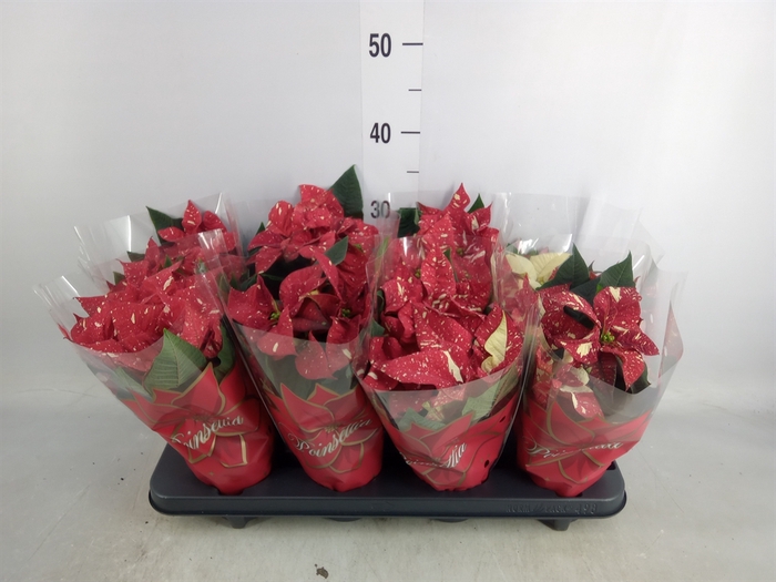 <h4>Euphorbia pulc. 'Princ Indian Red'</h4>