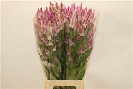 <h4>Cel P Rose</h4>