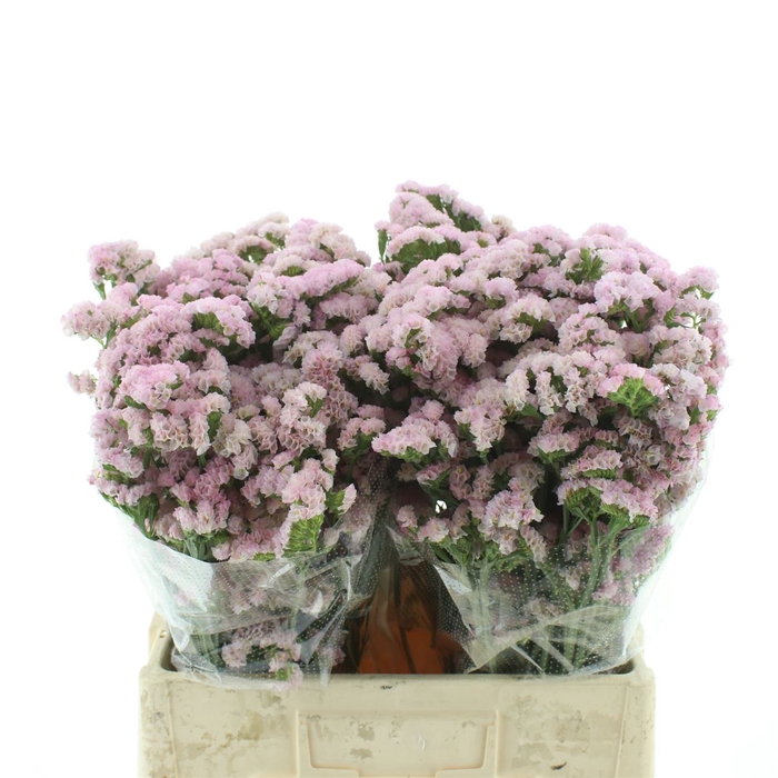 <h4>Limonium St Apricot Sun Birds X50</h4>