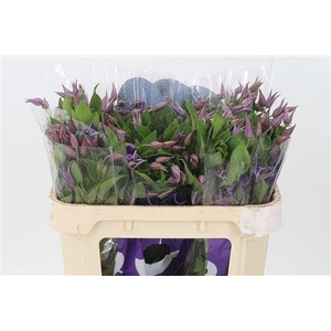 Clematis Amazing Rome Purple