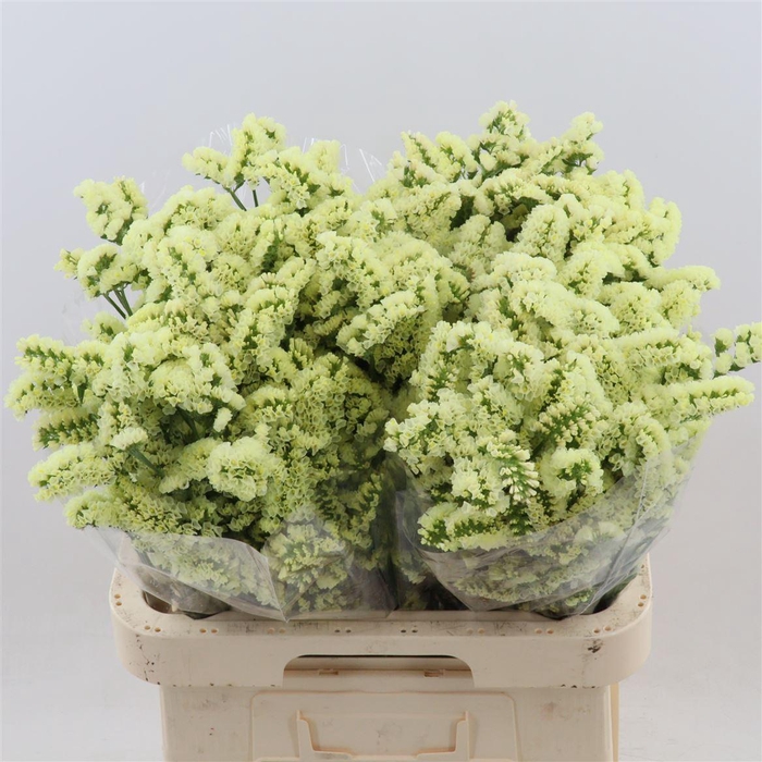 <h4>Statice Yellow Sun</h4>