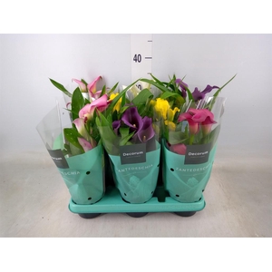 Zantedeschia   ...mix