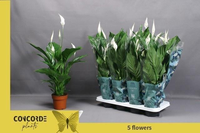 <h4>SPATH SWEET RICARDO</h4>