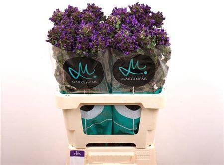 <h4>Camp Gl Benova Blue 60cm</h4>