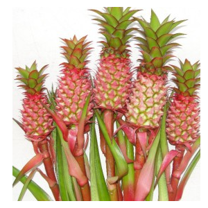 ANANAS BRS ANAUE